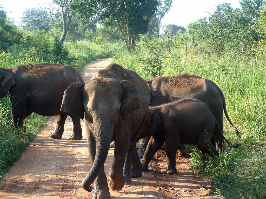 Big Game Udawalawe - By Eco Team Hotel Exterior foto
