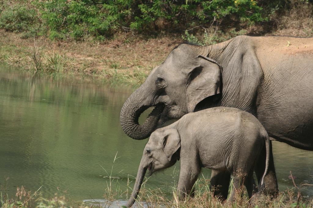Big Game Udawalawe - By Eco Team Hotel Exterior foto